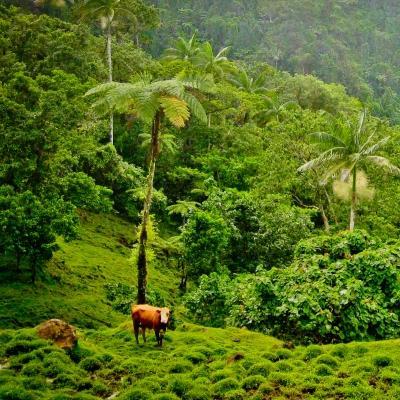 A scenic view of the Samoan landscape Community volunteering for teenagers in Samoa will be one of the most visually pleasing experiences